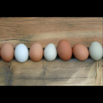 Eggs (Dozen)