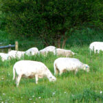 Lamb Products